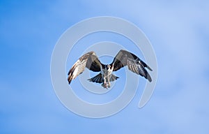 Osprey & x28;Pandion haliaetus& x29; flying with fish in tallons. Mackenzie river, Northwest territories & x28; NWT& x29; Canada