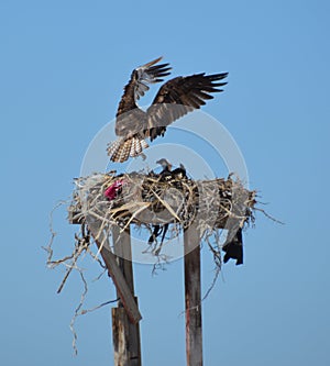 OspreyLanding in the nest in Guerro Negro in Baja California del Sur, Mexico photo