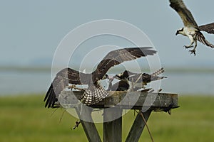 Ospreys feeding on a fish