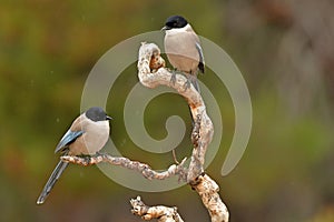 Ospreys in the field