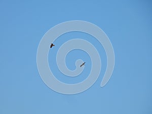 Ospreys Fly Together Through a Clear Blue Sky