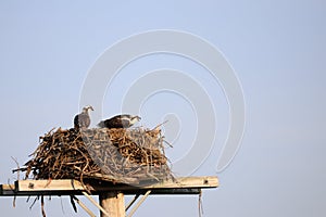 Ospreys guarding the nest 2