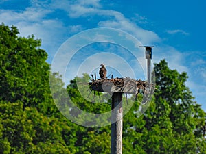 Ospreys in a Nesting Platform