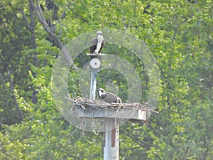 Ospreys in a Nesting Platform