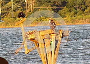 Ospreys on the Patuxent River in Maryland