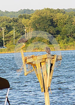 Ospreys on the Patuxent River in Maryland photo