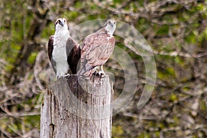 Ospreys Perched on a Piling