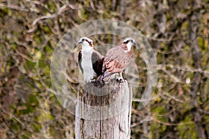 Ospreys Perched on a Piling