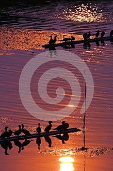 Ospreys ready for fishing