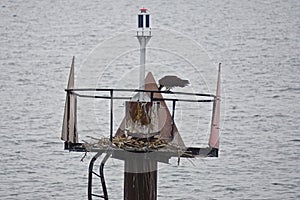 Ospreys at their nest in the Chesapeake Bay