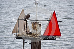 Ospreys at their nest in the Chesapeake Bay