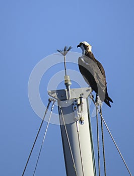 Ospreys Waits To Go Sailing