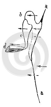 Ossicles of the Middle Ear, vintage illustration