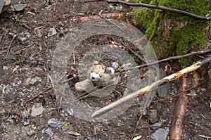 Ost wet teddy bear in stream bed abandoned after flood