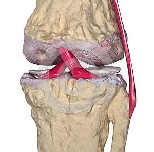 Osteoarthritis : Knee joint with ligaments