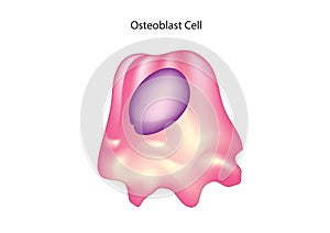 Osteoblast