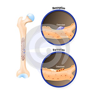 Osteoblast and osteoclast