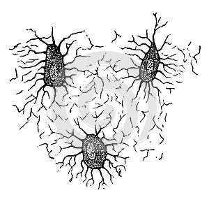 Osteoblasts vintage illustration
