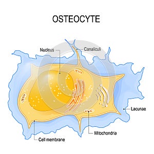 Osteocyte. structure of bone cell photo
