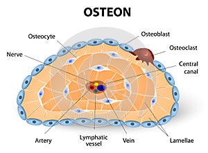Osteon development and structure photo