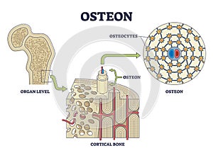 Osteon or haversian system with compact bone structure outline diagram