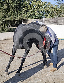 Osteopath and horse