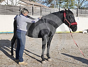 Osteopath and horse