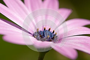 Osteospermum