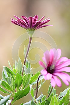 Osteospermum