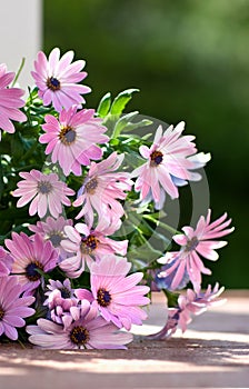 Osteospermum