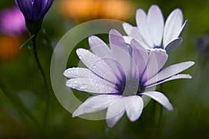 Osteospermum