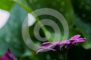 Osteospermum or African daisy, garden flower purple with rain drops