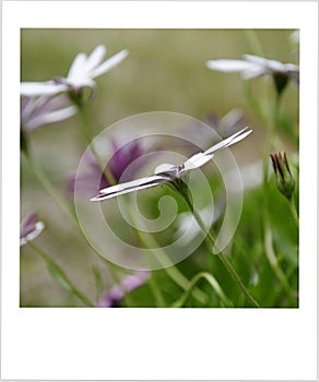 Osteospermum in bloom