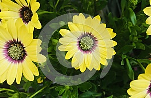 Osteospermum blue eyed beauty.