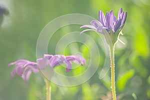 Osteospermum commonly known as African daisy. Closeup of purple flower