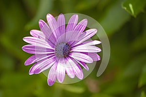 Osteospermum commonly known as African daisy. Closeup of purple flower