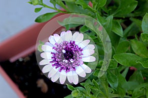 Osteospermum 4D Berry White, low compact hybrid cultivar