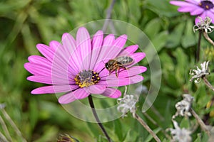 Púrpura margarita flor miel de abeja 