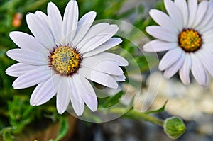 Osteospermum daisy flower
