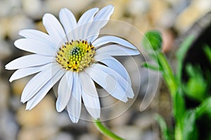 Osteospermum daisy flower photo