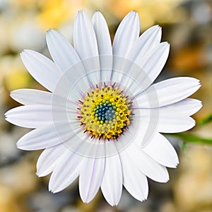 Osteospermum Daisy flower photo