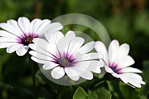 Osteospermum ecklonis