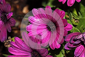 Osteospermum ecklonis `Asti Purple`