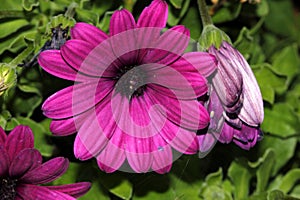 Osteospermum ecklonis `Asti Purple`