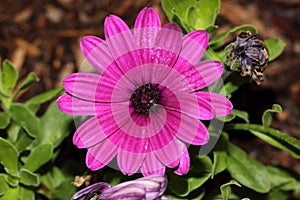 Osteospermum ecklonis `Asti Purple`