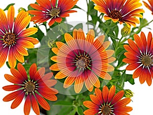 Osteospermum ecklonis, Cape marguerite or African daisy mit einer colorful blossom combination from orange to purple