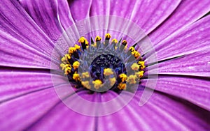 Osteospermum ecklonis close up