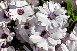 Osteospermum ecklonis. White and purple Osteospermum blooming annual plant. Osteospermum flowers.