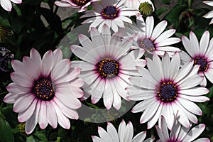 Osteospermum 'Ensoleille' Flowers