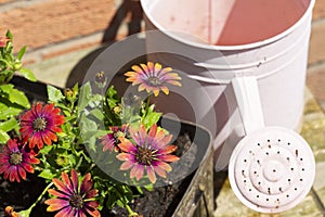 Osteospermum flower plants with a pink metal watering can. In a metal box planter on a weathered wood tabl